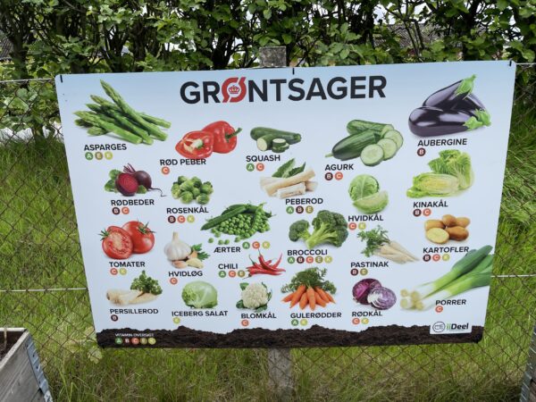 Grøntsager læringstavle. læringstavler med grøntsager hænger op et hegn