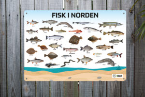 Fisk i norden fisk i havet læringstavle læringstavler er 140x100 eller 70x50